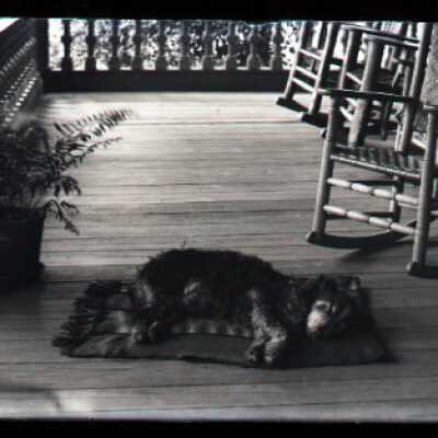 Negative, glass plate