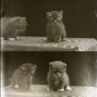 Negative, glass plate