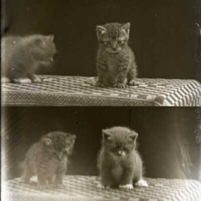 Negative, glass plate