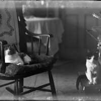 Negative, glass plate