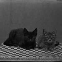 Negative, glass plate