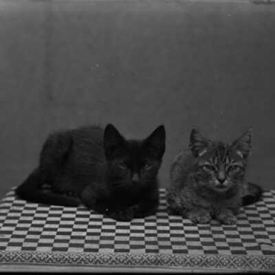Negative, glass plate