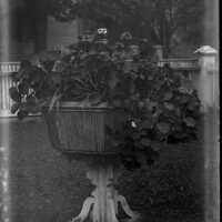 Negative, glass plate