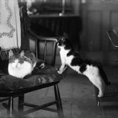 Negative, glass plate