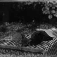 Negative, glass plate