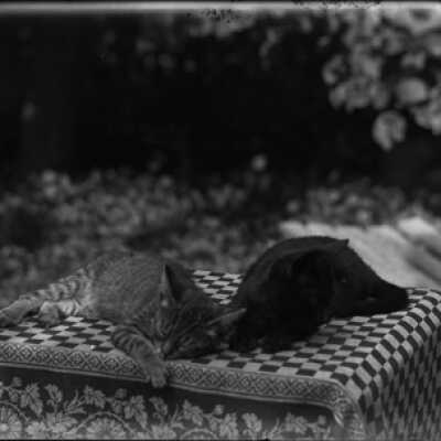 Negative, glass plate