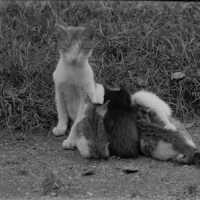 Negative, glass plate