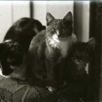 Negative, glass plate