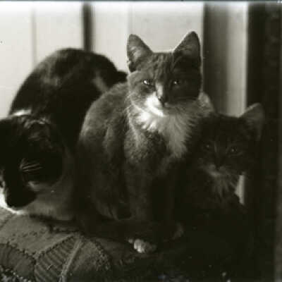 Negative, glass plate