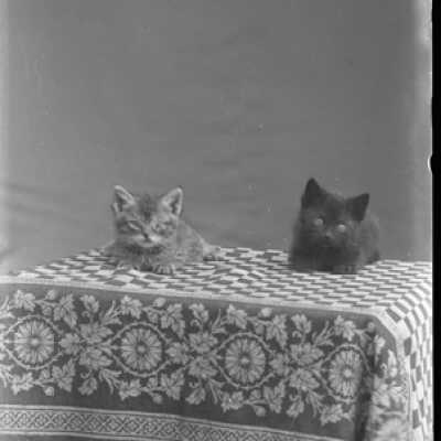 Negative, glass plate