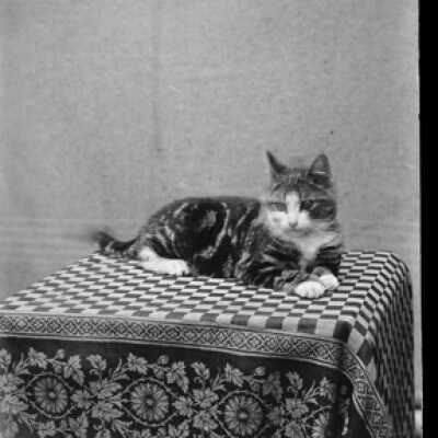 Negative, glass plate