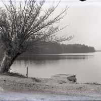 Negative, glass plate