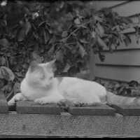 Negative, glass plate