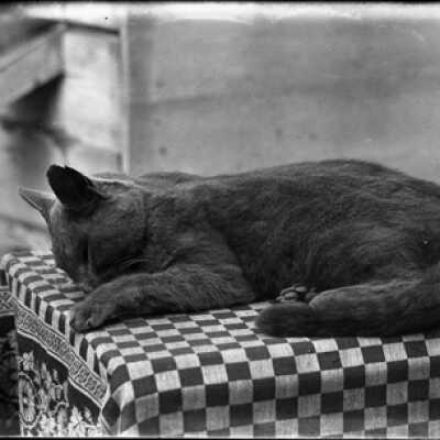 Negative, glass plate