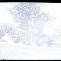 Negative, glass plate
