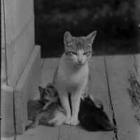 Negative, glass plate