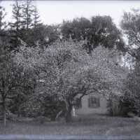 Negative, glass plate