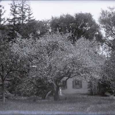 Negative, glass plate