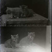 Negative, glass plate