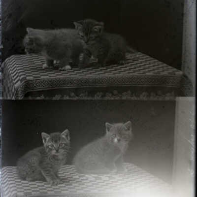 Negative, glass plate