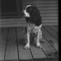 Negative, glass plate