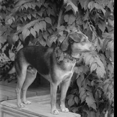 Negative, glass plate