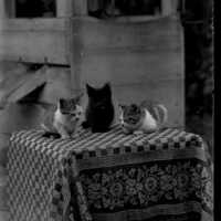 Negative, glass plate