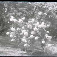 Negative, glass plate