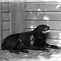 Negative, glass plate