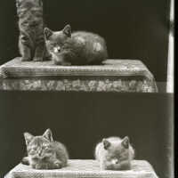 Negative, glass plate