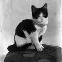 Negative, glass plate