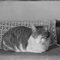 Negative, glass plate