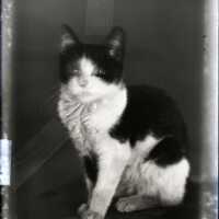 Negative, glass plate