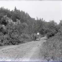 Negative, glass plate
