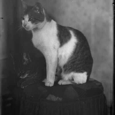 Negative, glass plate