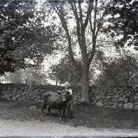 Negative, glass plate