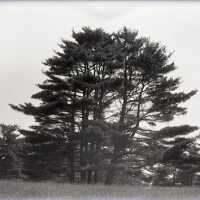 Negative, glass plate