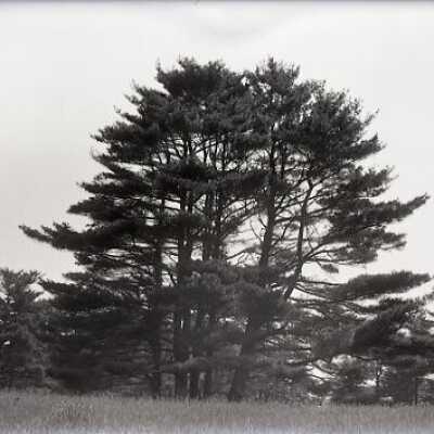 Negative, glass plate