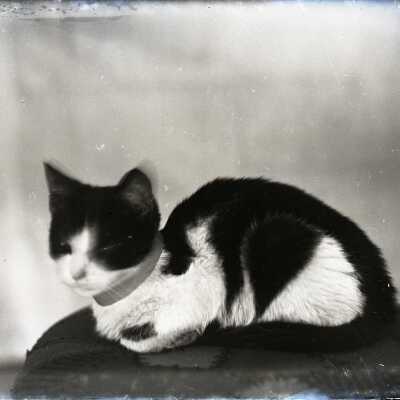 Negative, glass plate