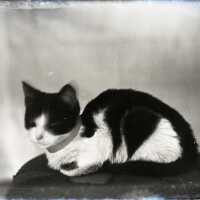 Negative, glass plate