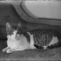 Negative, glass plate