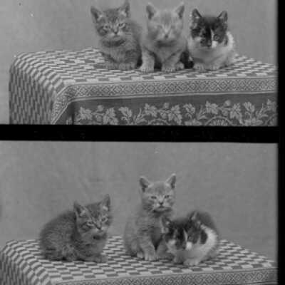 Negative, glass plate