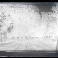 Negative, glass plate