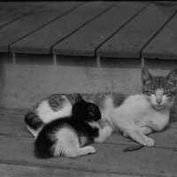 Negative, glass plate