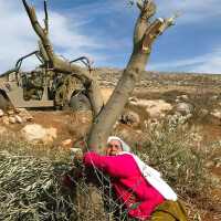 Destruction of Palestinian Olive Groves (2015)