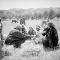 Harvesting at Beit Sahur and Bethlehem