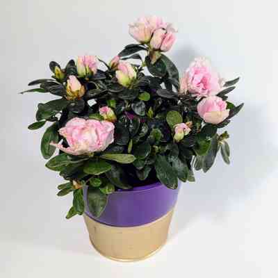 Potted Plant, Decorative
