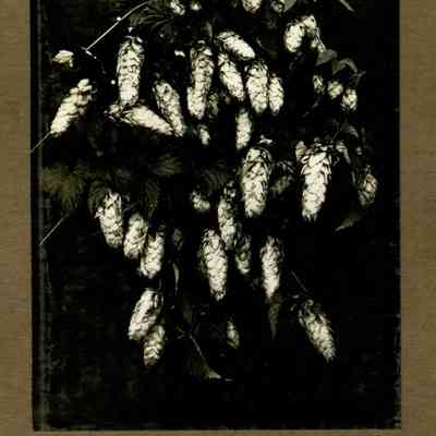 Wigrich Album 3, Image 2