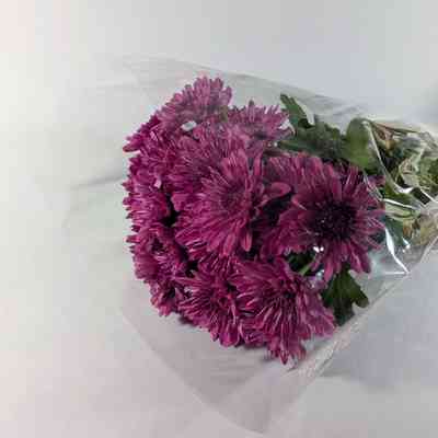 Bouquet of Purple Chrysanthemums
