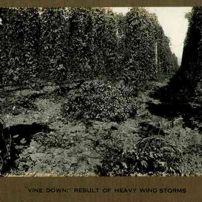 Wigrich Album 3, Image 16